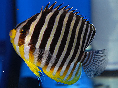 キイロハギ 海水魚専門店 海水魚販売 ティアラ横浜店 キイロハギ 海水魚専門店 海水魚販売 ティアラ横浜店