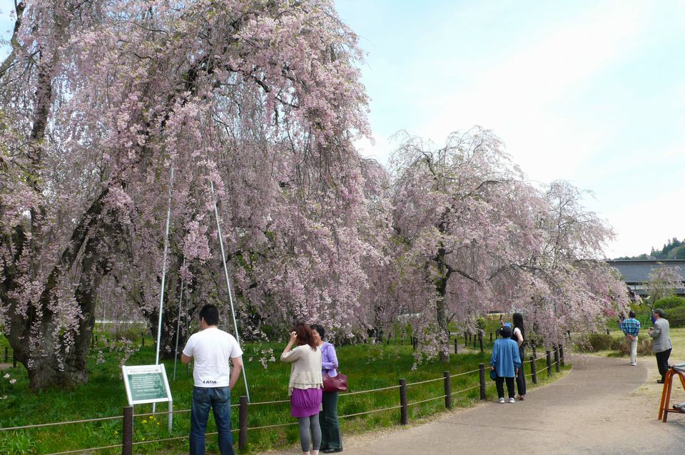 最後のお花見_b0113231_67489.jpg