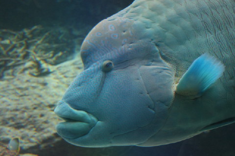 美ら海水族館_b0152234_23111290.jpg