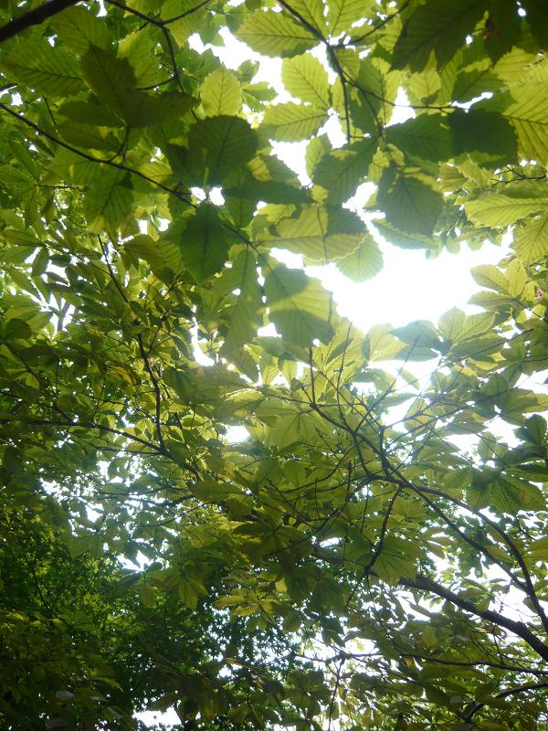 c0110236_15562647.jpg