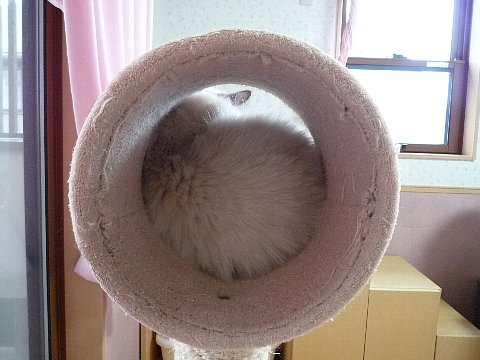 父猫ノムコウ_a0062240_163539.jpg