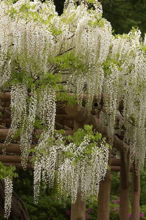 横須賀菖蒲園の藤_e0140650_1183025.jpg