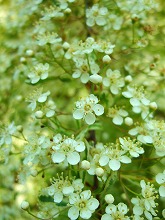 f0207652_103334.jpg