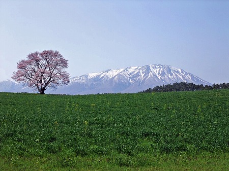 桜めぐり_f0205857_17573287.jpg