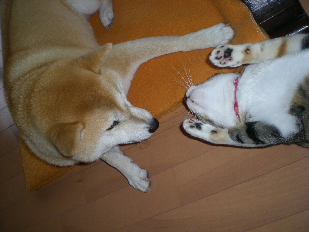 5月7日(木)雨だからバトルなの~!_f0060461_21362726.jpg