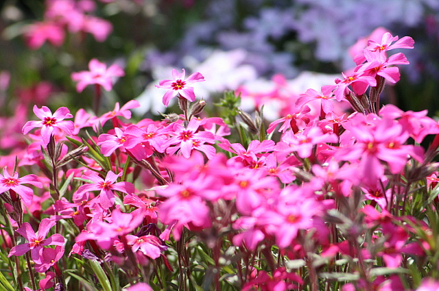 お昼休みの脱出♪その２・・・芝桜_d0149663_1429255.jpg