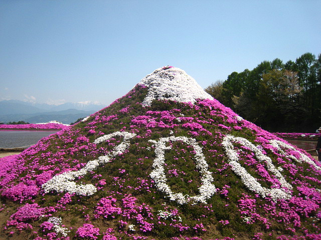 お昼休みの脱出♪その２・・・芝桜_d0149663_1471231.jpg