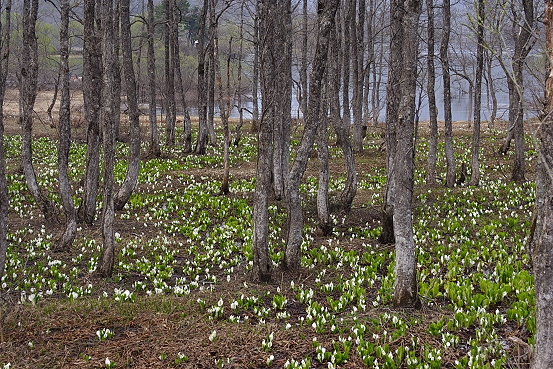 東北新緑巡り・福島桧原湖細野の水芭蕉_e0165983_13504974.jpg