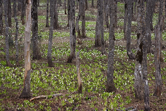 東北新緑巡り・福島桧原湖細野の水芭蕉_e0165983_13532157.jpg