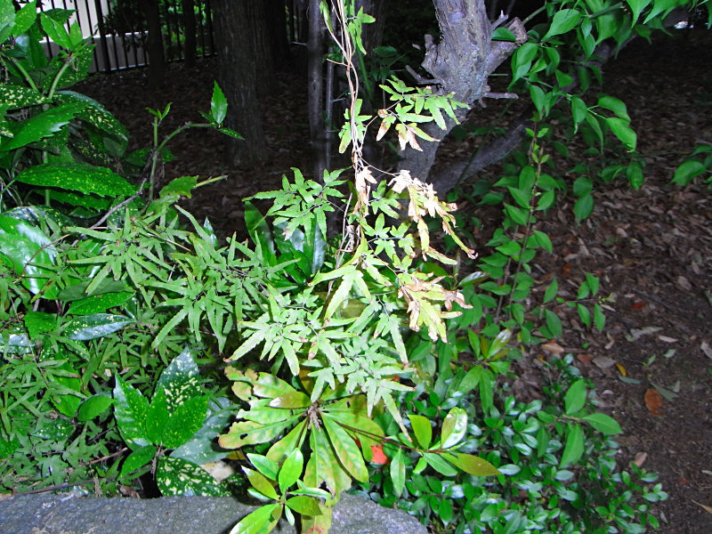 f0204094_2049739.jpg
