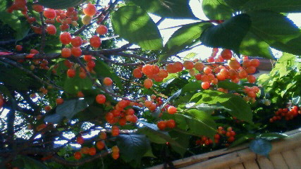 f0186595_10502021.jpg