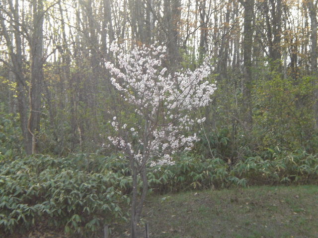 花見の季節です♪_e0126302_20191170.jpg