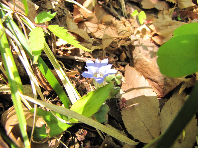 岩と新緑の道　奥久慈男体山_b0116703_22234243.jpg