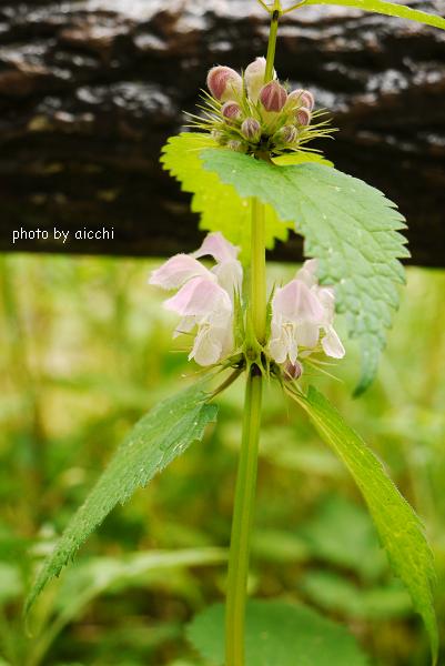 山口県「白糸の滝」へＧＯー☆_c0198903_21322016.jpg