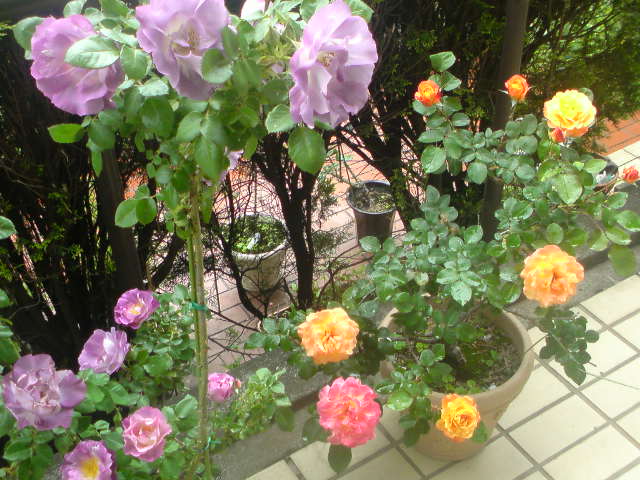f0052603_215814.jpg