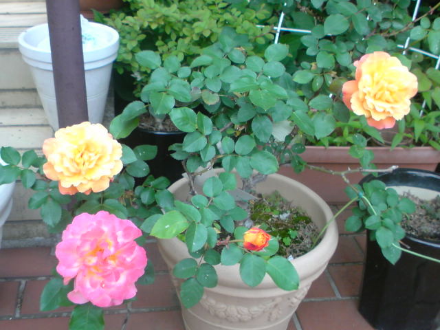 f0052603_21593751.jpg