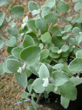 c0145209_21432211.jpg