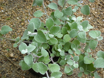 c0145209_2143344.jpg