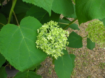 c0145209_219675.jpg