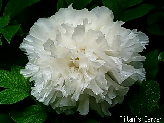 牡丹 : Titan's Garden