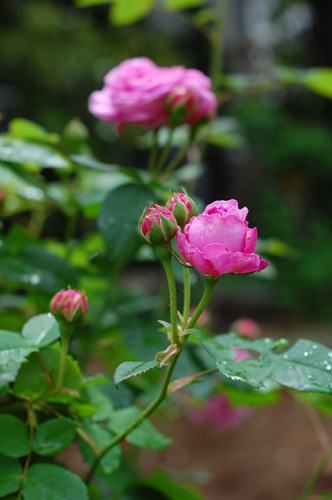 b0174518_16553291.jpg