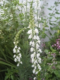 f0139520_23102685.jpg
