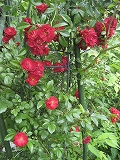 f0139520_23105375.jpg