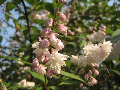 f0139520_23222424.jpg