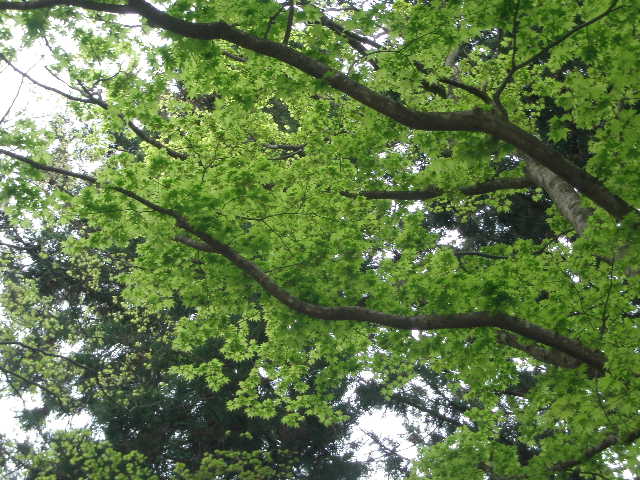 c0141223_1024915.jpg