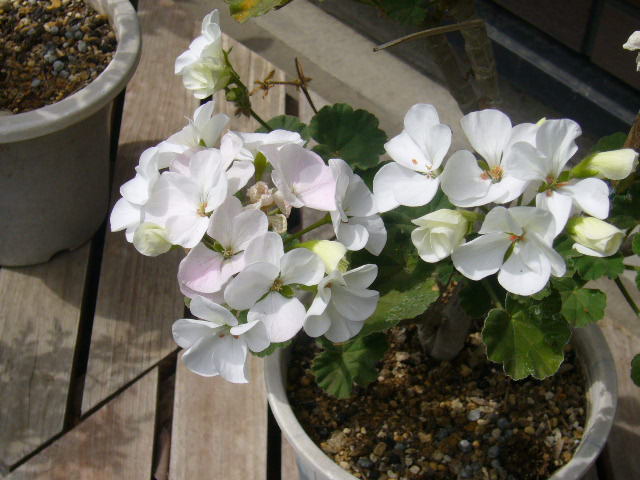 d0000324_1494371.jpg