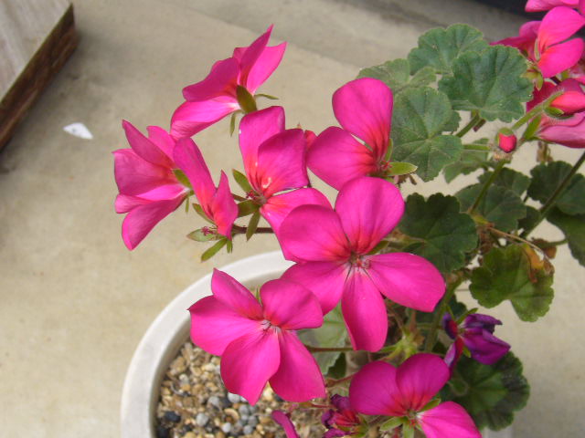 d0000324_1495789.jpg