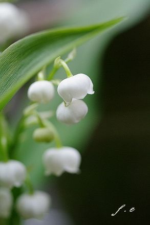 small garden_c0093830_18171369.jpg