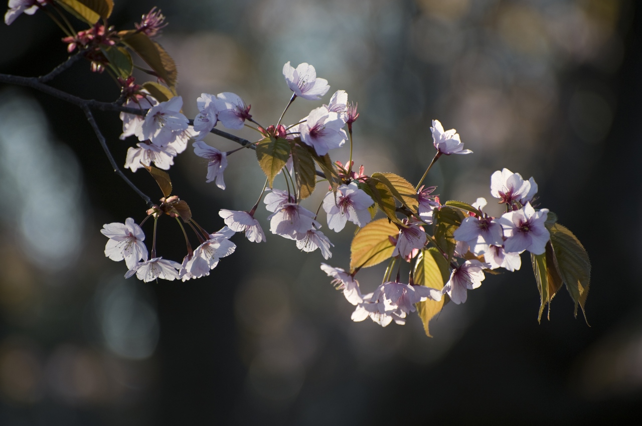 もう半分、葉桜。_c0051132_19515922.jpg