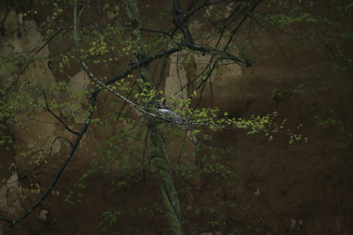 e0154134_0394021.jpg