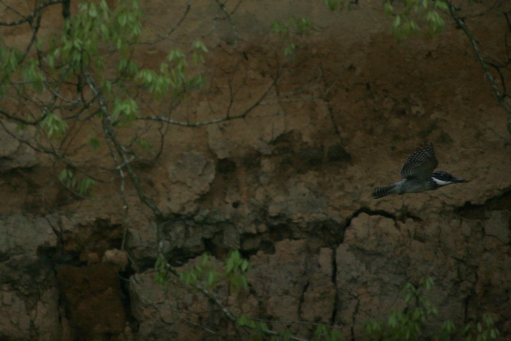 e0154134_18160.jpg