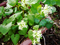 d0032736_16357.jpg