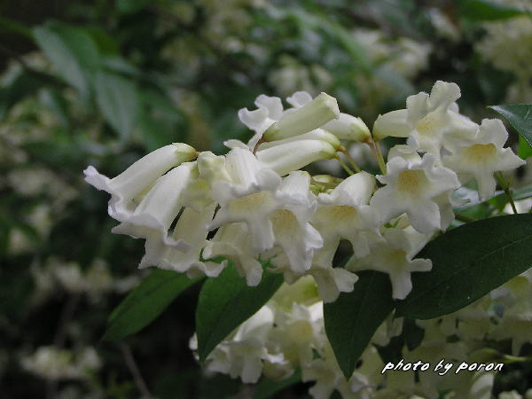 山田池公園の樹木種の開花（５月連休）_c0137342_10162456.jpg