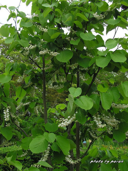 山田池公園の樹木種の開花（５月連休）_c0137342_10325542.jpg