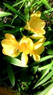 庭のフリージアが咲いた_c0157242_12585662.jpg