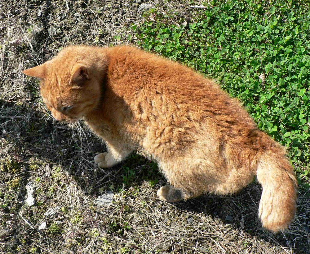 「やっぱ猿ヶ石でしょう」今年バージョン_d0001843_2295810.jpg