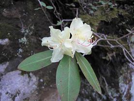 GWの山旅(5/2~5/6)・・・根子岳_e0164643_159334.jpg
