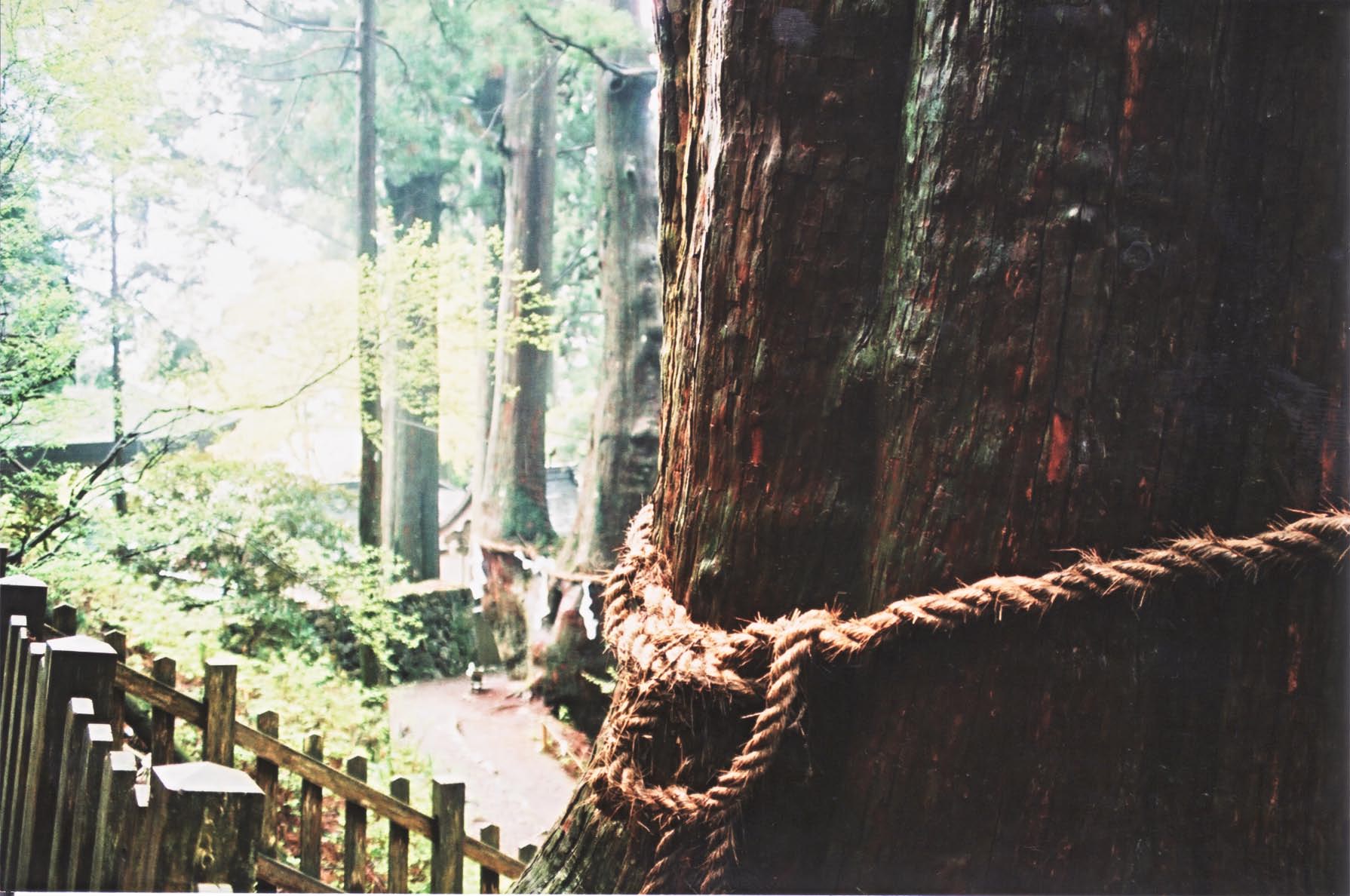 玉置神社の御神木_e0156251_0254175.jpg