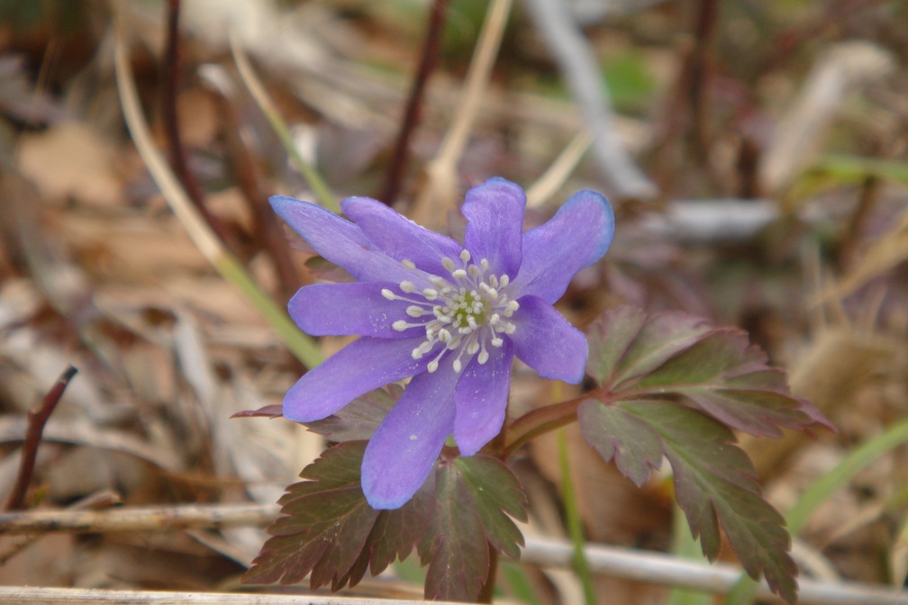 小白森山・大白森 - 秋田県仙北市_f0137955_2243483.jpg