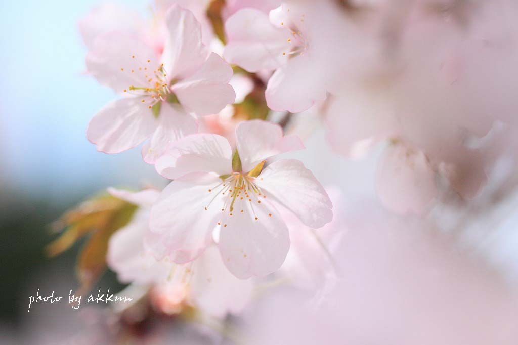 第三弾の桜より～_a0039860_20174831.jpg