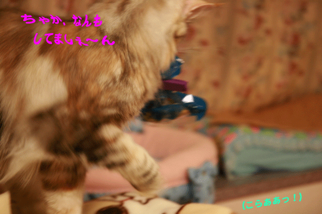 e0158561_1111620.gif