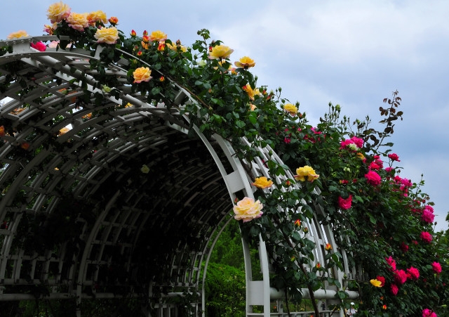 薔薇・バラ　〈大阪・長居植物園〉_f0033161_2262828.jpg