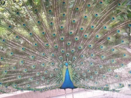 サンディエゴ動物園5月2日09 帰国子女の英語維持 再び渡米生活