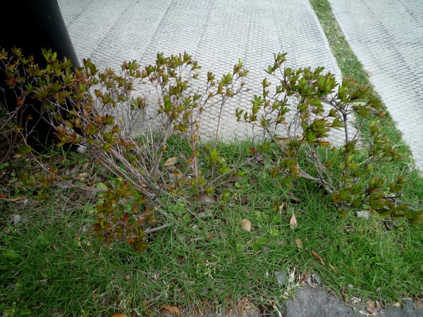 サツキの植え替え 湯楽庵的日常