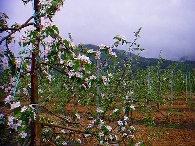 f0182173_11232119.jpg