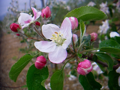 f0182173_11233275.jpg